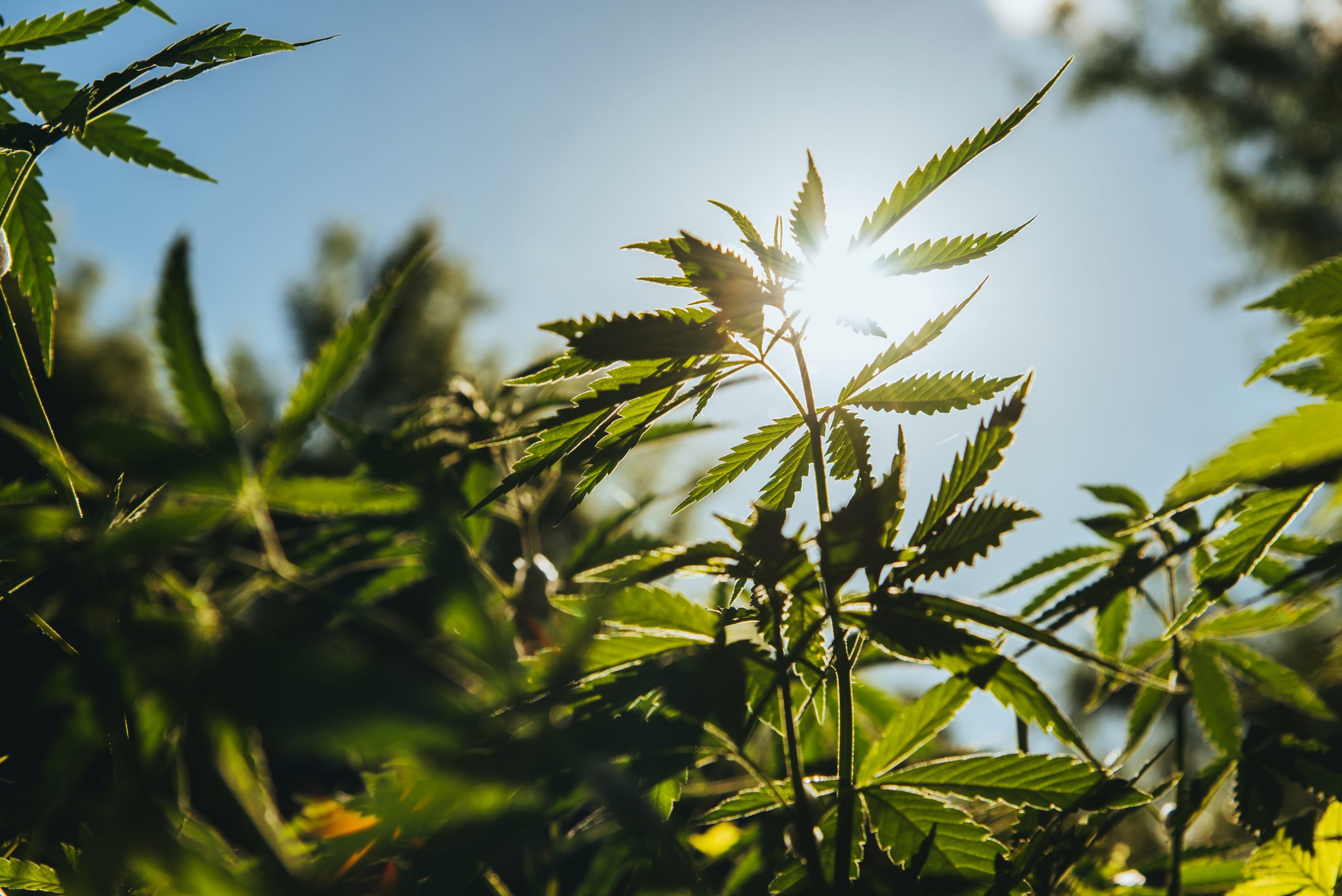 Cannabis grows in the countryside