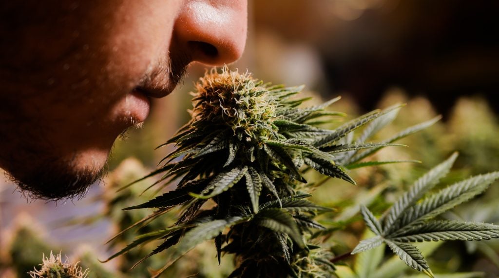 Close up man smelling cannabis plant. Marijuana buds growing. Strong odor