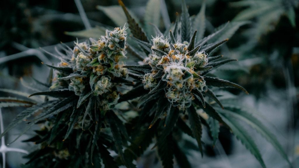 Cannabis buds