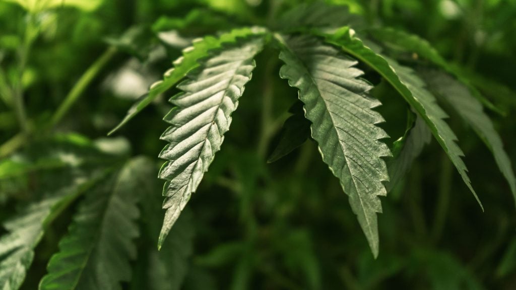 Image of cannabis leaf