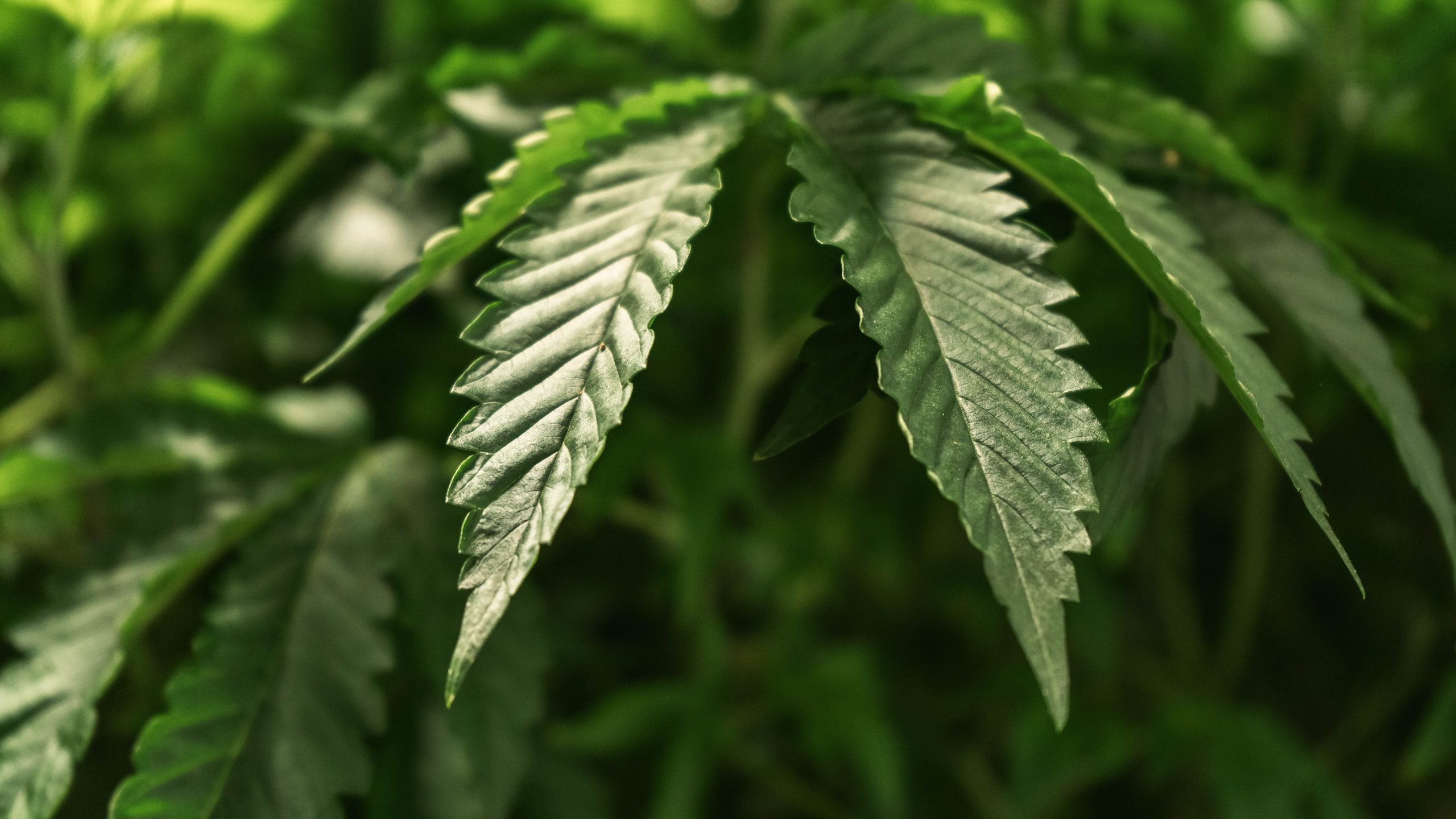 Image of cannabis leaf